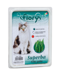 Fiory Superba Cat Grass - seeds