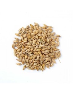Fiory Superba Cat Grass - seeds 2