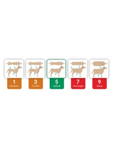 Calibra Dog Diet Diabetes / Obesity 2 kg 2