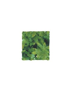 Zoo Med Congo Ivy okrasna rastlina Medium-46cm
