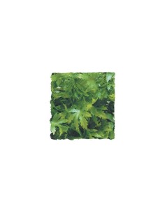 Zoo Med Natural Bush™ Plant - Cannabis Small