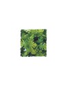 Zoo Med Natural Bush™ Plant - Amazonian Phyllo Large