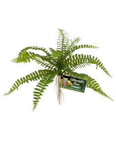 Zoo Med Naturalistic Flora – Sword Fern