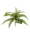 Zoo Med Naturalistic Flora – Sword Fern okrasna rastlina